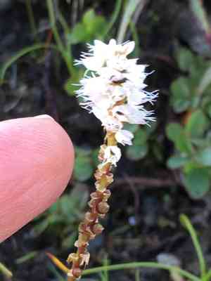 Serpent grass(Bistorta vivipara)