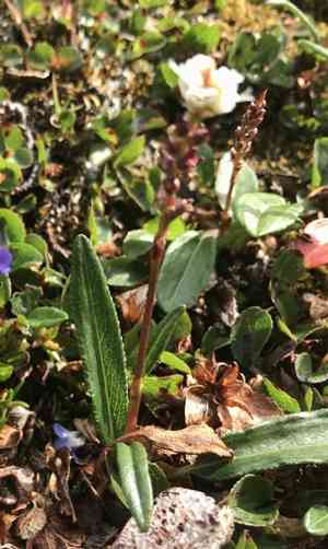 Serpent grass(Bistorta vivipara)