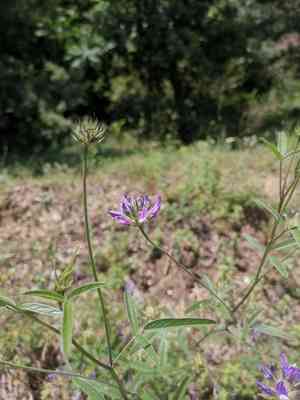 Arabian pea(Bituminaria bituminosa)