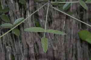 Arabian pea(Bituminaria bituminosa)