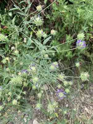 Arabian pea(Bituminaria bituminosa)