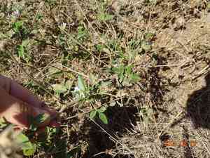 Arabian pea(Bituminaria bituminosa)