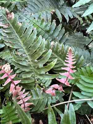 Palm fern(Blechnum appendiculatum)