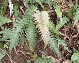 Palm fern(Blechnum appendiculatum)