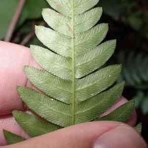 Palm fern(Blechnum appendiculatum)