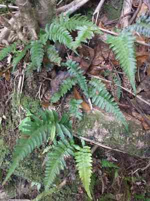 Palm fern(Blechnum appendiculatum)