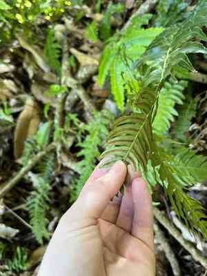 Hammock fern(Blechnum occidentale)