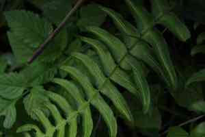 Hammock fern(Blechnum occidentale)