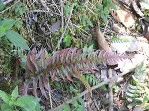 Hammock fern(Blechnum occidentale)