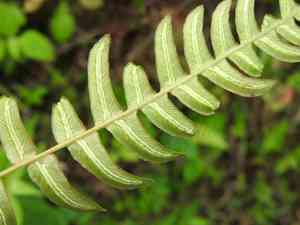 Hammock fern(Blechnum occidentale)