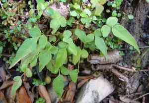 Hard fern (Blechnum)(Blechnum)