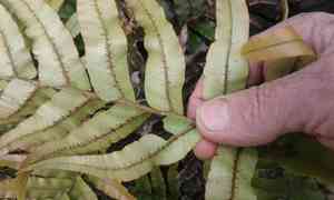 Hard fern (Blechnum)(Blechnum)
