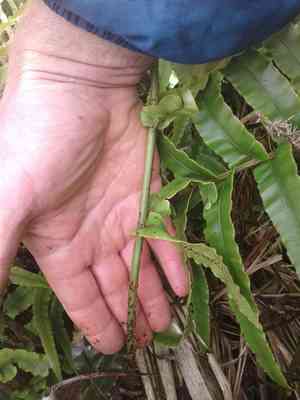 Hard fern (Blechnum)(Blechnum)