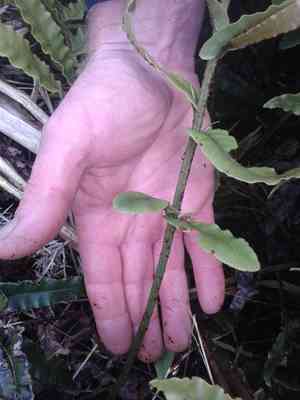 Hard fern (Blechnum)(Blechnum)