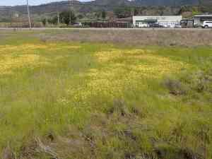 Baker's stickyseed(Blennosperma bakeri)