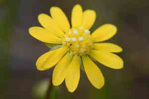 Baker's stickyseed(Blennosperma bakeri)
