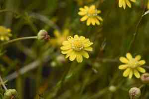 Baker's stickyseed(Blennosperma bakeri)