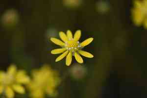 Baker's stickyseed(Blennosperma bakeri)