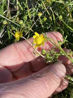 Glue-seed(Blennosperma nanum)