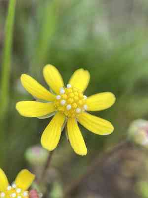 Glue-seed(Blennosperma nanum)