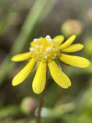 Glue-seed(Blennosperma nanum)