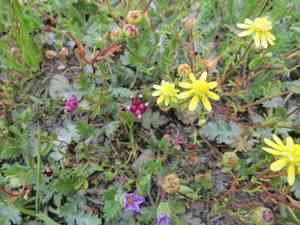 Glue-seed(Blennosperma nanum)