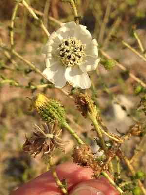 Blepharizonia(Blepharizonia laxa)