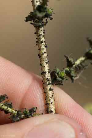 Blepharizonia(Blepharizonia laxa)