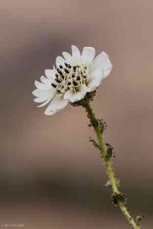 Blepharizonia(Blepharizonia laxa)