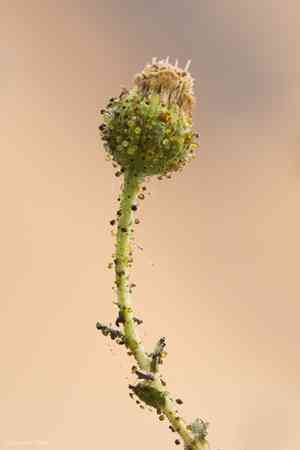 Blepharizonia(Blepharizonia laxa)