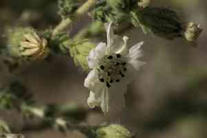 Big tarweed(Blepharizonia plumosa)