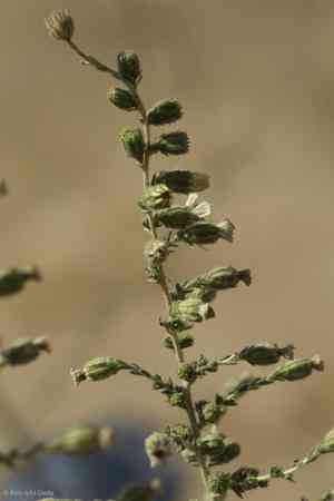 Big tarweed(Blepharizonia plumosa)
