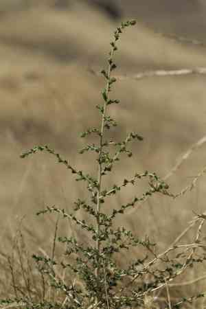 Big tarweed(Blepharizonia plumosa)