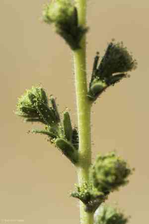 Big tarweed(Blepharizonia plumosa)