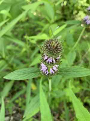 Downy pagoda plant(Blephilia ciliata)