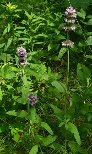 Downy pagoda plant(Blephilia ciliata)