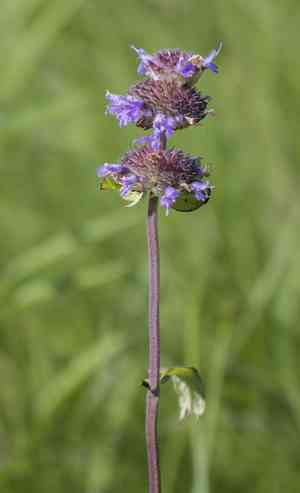 Downy pagoda plant(Blephilia ciliata)