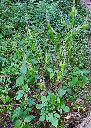 Hairy pagoda plant(Blephilia hirsuta)