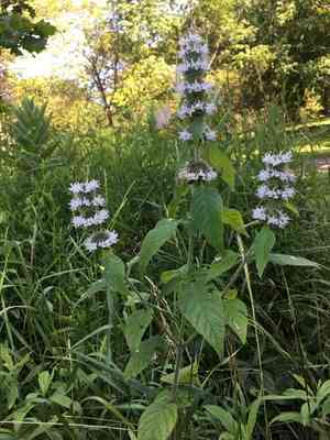 Hairy pagoda plant(Blephilia hirsuta)