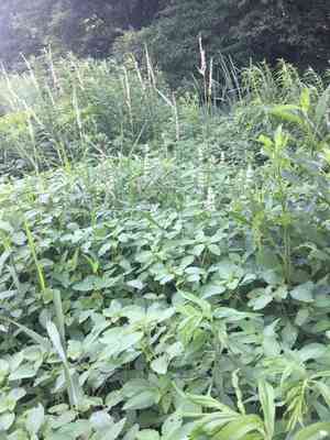 Hairy pagoda plant(Blephilia hirsuta)