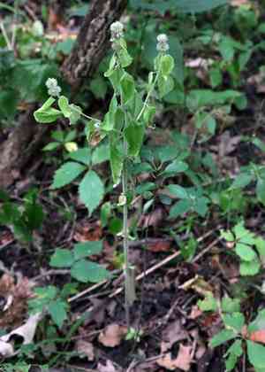 Hairy pagoda plant(Blephilia hirsuta)