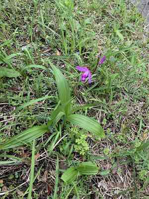 Chinese ground orchid(Bletilla striata)