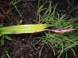 Chinese ground orchid(Bletilla striata)