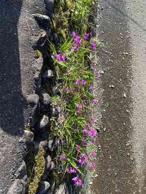 Chinese ground orchid(Bletilla striata)
