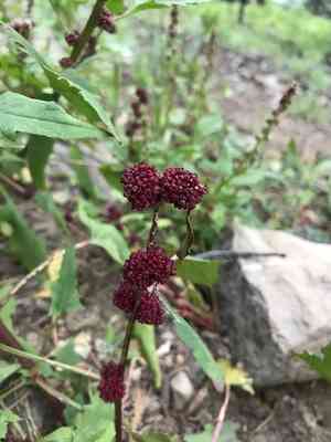 Strawberry Spinach(Blitum capitatum)