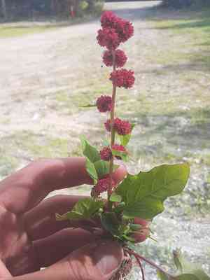 Strawberry Spinach(Blitum capitatum)