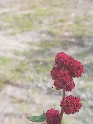 Strawberry Spinach(Blitum capitatum)