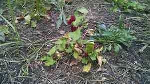 Strawberry Spinach(Blitum capitatum)