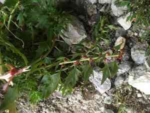 Leafy goosefoot(Blitum virgatum)