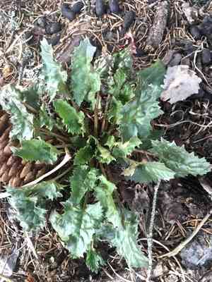 Leafy goosefoot(Blitum virgatum)